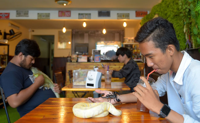 reptiles cafe cambodia