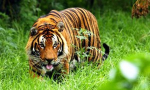 national park great wildlife southeast asia